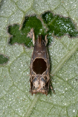Helcystogramma hibisci