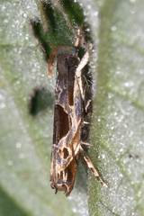 Helcystogramma hibisci