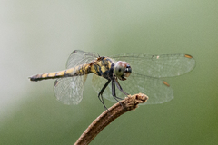 Brachydiplax sobrina