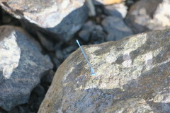 Arabicnemis caerulea