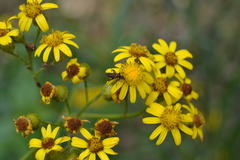 Senecio pterophorus