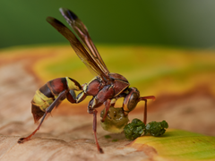 Polistes stigma tamulus