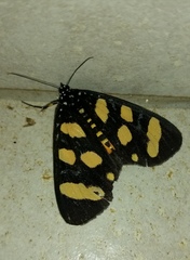 Heraclia africana