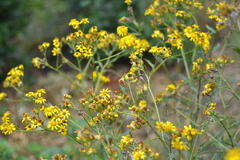 Senecio pterophorus