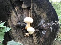 Pleurotus dryinus