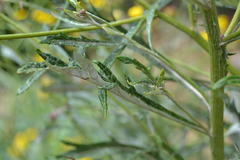 Senecio pterophorus