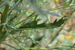 Senecio pterophorus