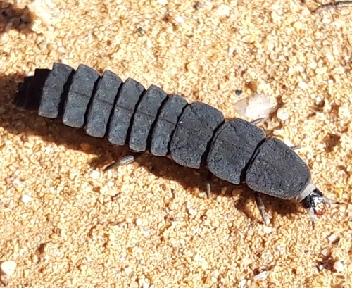Mediterranean Pale Glow-worm, photo 7 of 10