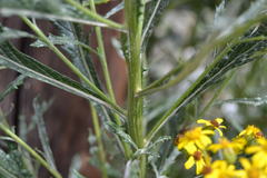 Senecio pterophorus
