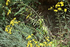 Senecio pterophorus