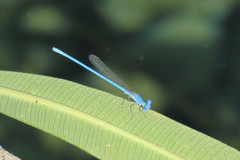 Arabicnemis caerulea
