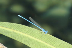 Arabicnemis caerulea