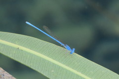 Arabicnemis caerulea