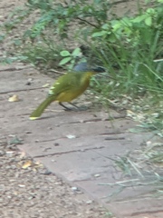 Malaconotus blanchoti