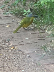 Malaconotus blanchoti