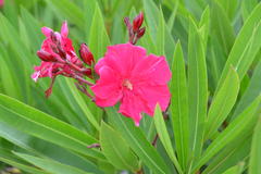 Nerium oleander