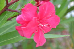 Nerium oleander