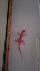 Ptyodactylus