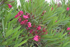 Nerium oleander