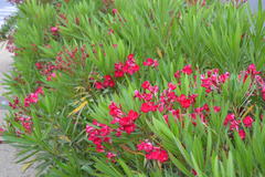 Nerium oleander