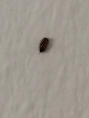 Coleoptera