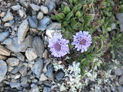 Scabiosa lacerifolia