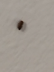 Coleoptera