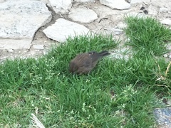 Carpodacus formosanus