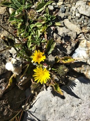 Picris hieracioides morrisonensis