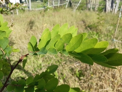 Robinia pseudoacacia