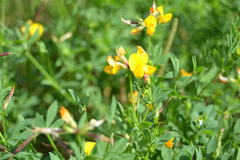 Lotus corniculatus