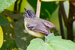 Herpsilochmus axillaris