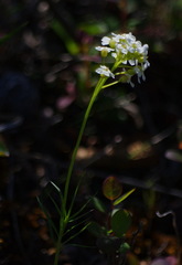 Cardamine digitata
