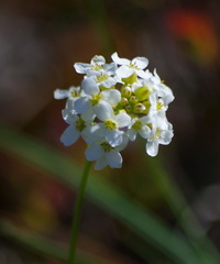 Cardamine digitata