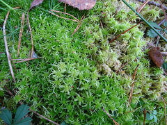 Sphagnum fallax