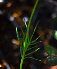 Cardamine digitata