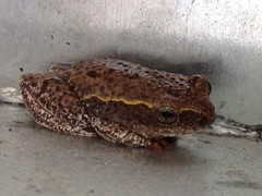 Hyperolius parallelus