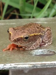 Hyperolius parallelus