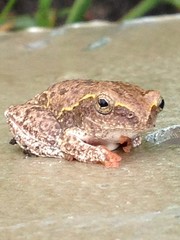 Hyperolius parallelus