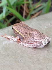 Hyperolius parallelus