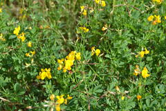 Lotus corniculatus