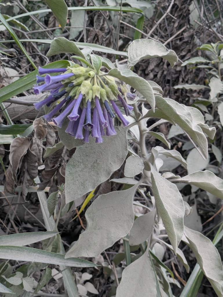 Iochroma cyaneum, Vilcabamba (Victoria), Ecuador