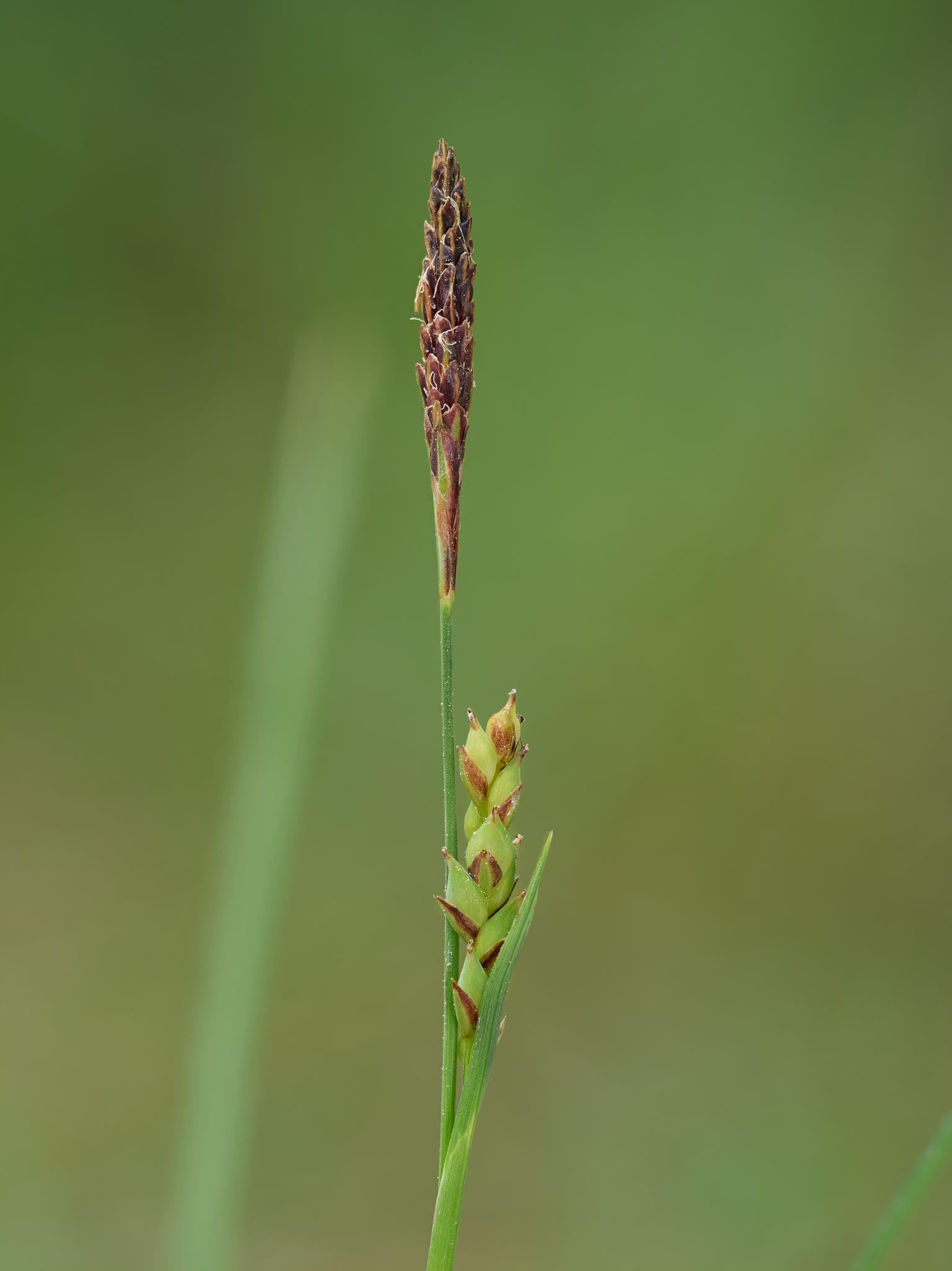 Carex californica