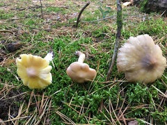 Tricholoma davisiae