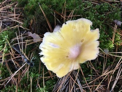 Tricholoma davisiae