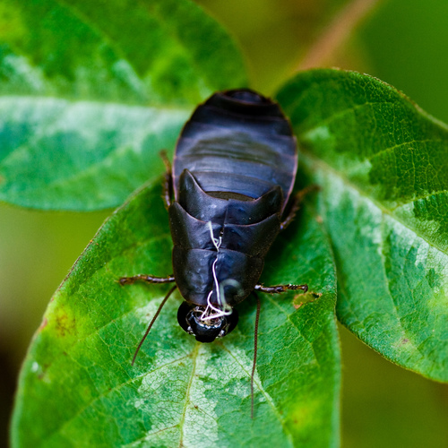 Cockroach Pacific Rim Pacific Beetle Cockroach | Native Nature