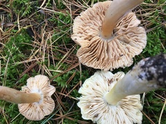 Tricholoma davisiae