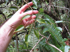 Rubus australis