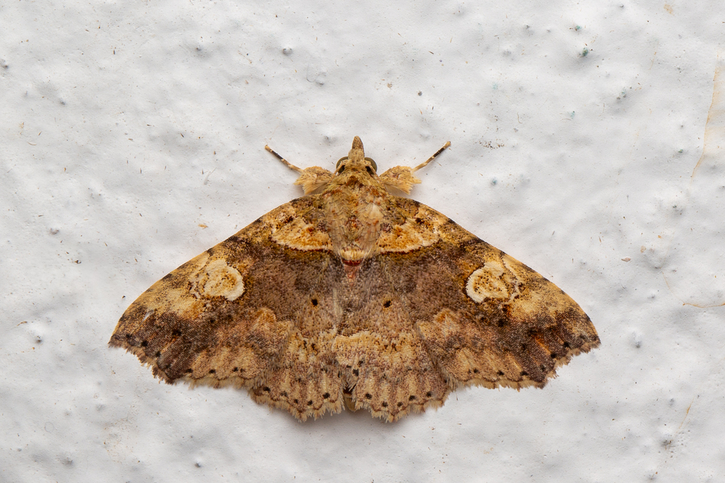 Olulis megalopis