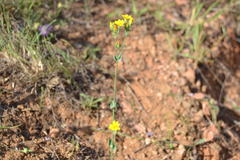 Blackstonia perfoliata